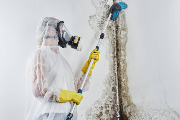 Best Environmental Consulting for Mold Prevention in USA